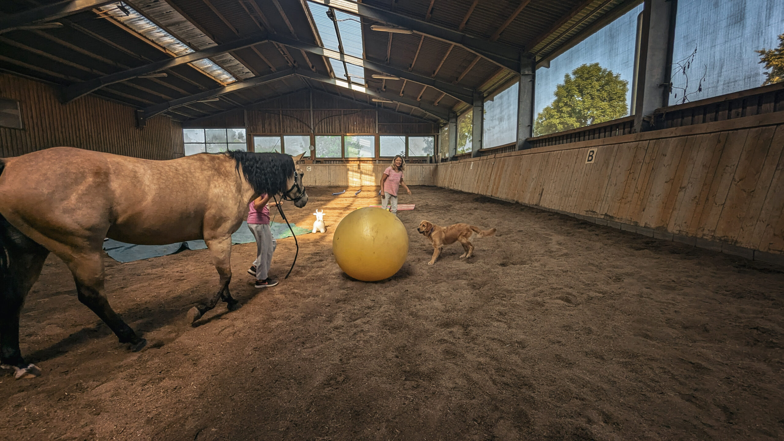 Pferd spielt mit einem großen Ball
