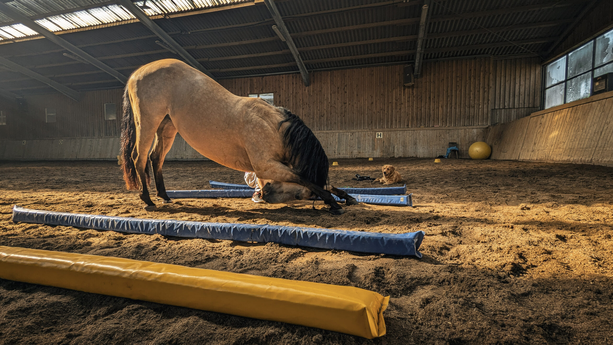 Pferd beim Trainieren