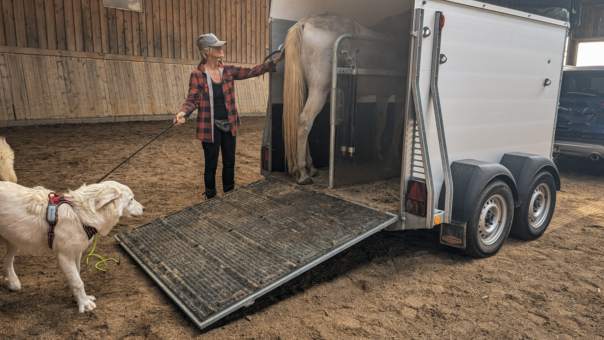 Verladetraining mit einem Pferd
